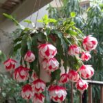 Christmas cactus with red and white variegated flowers in a hanging white pot.