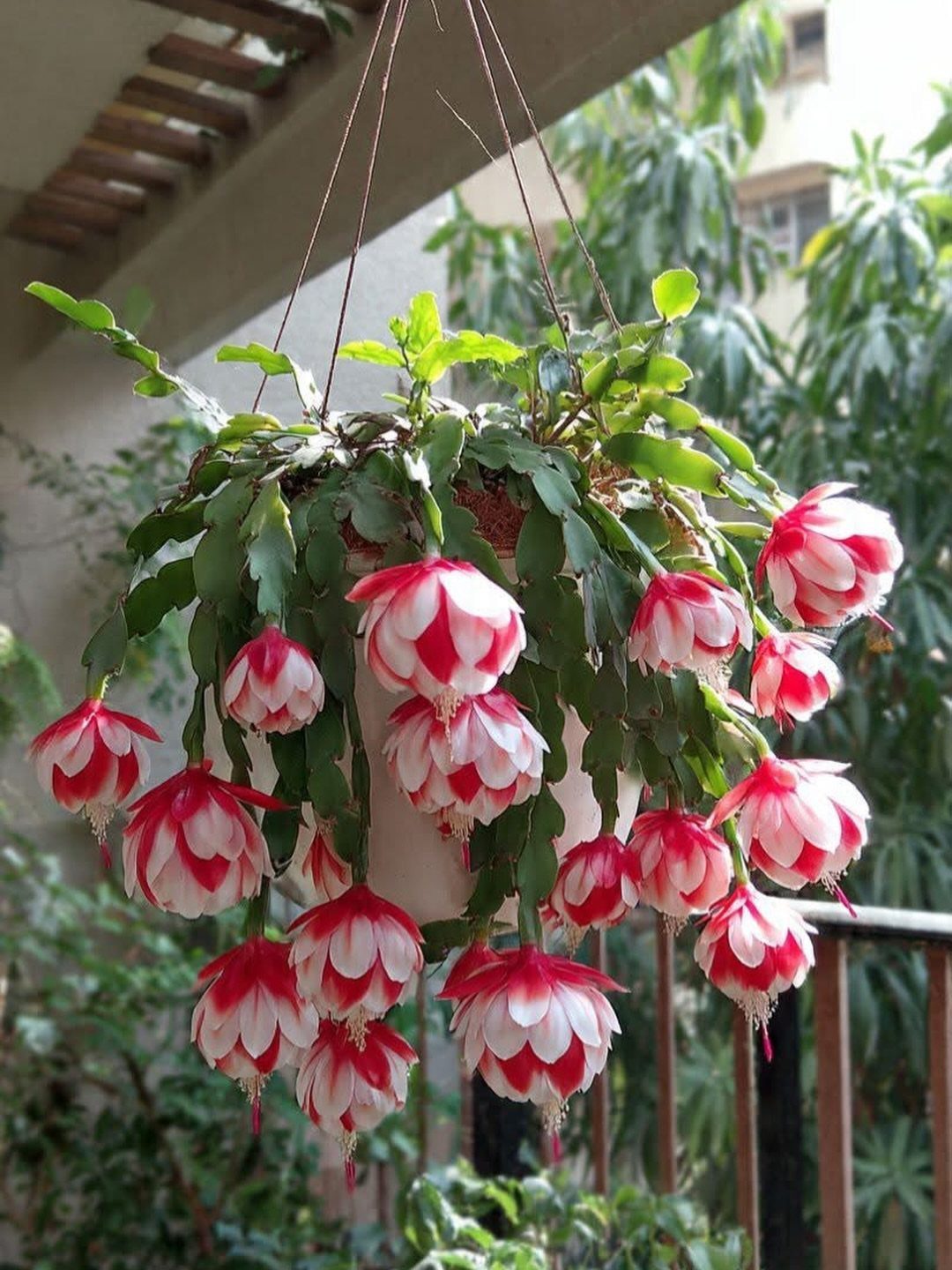 Christmas cactus with red and white variegated flowers in a hanging white pot.
