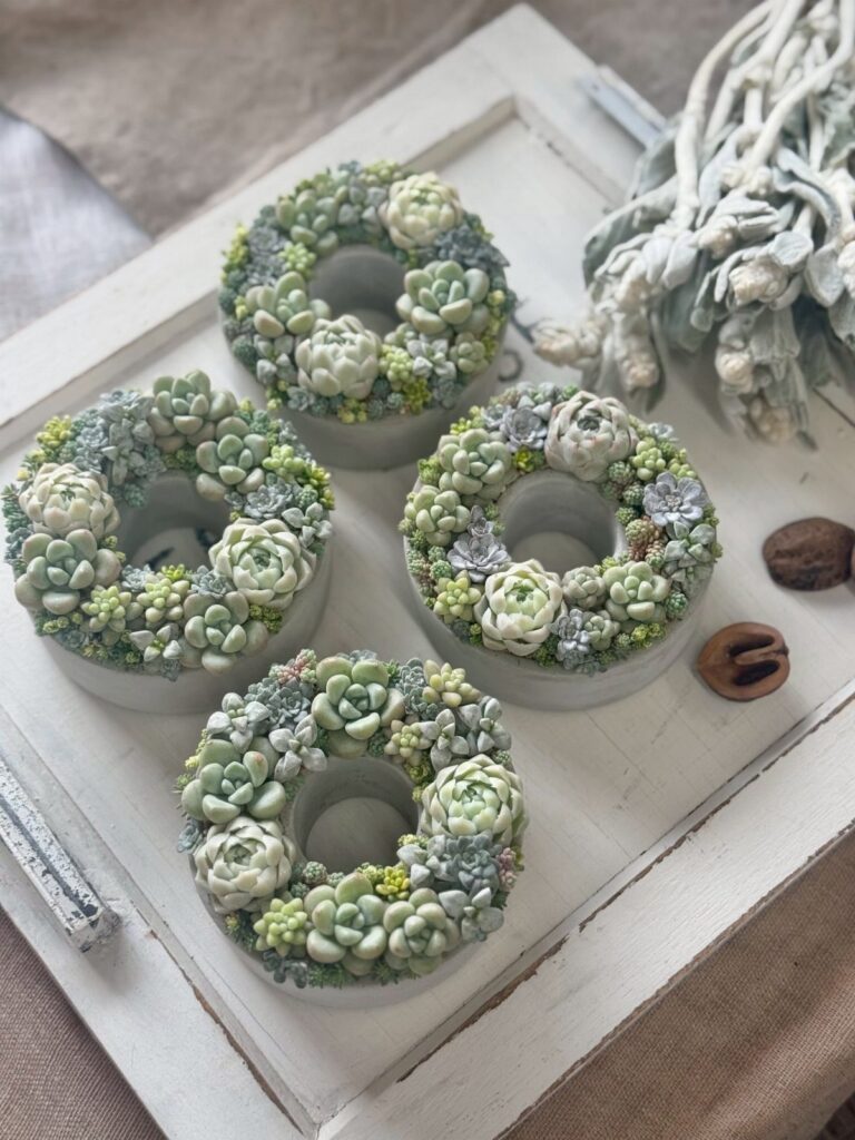 Four miniature succulent wreaths in white ceramic pots on a white wooden tray.