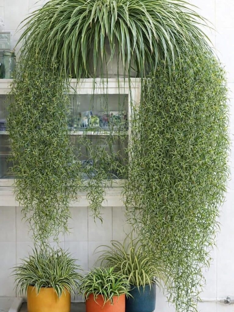 Large cascading spider plant on a shelf with smaller potted spider plants below.