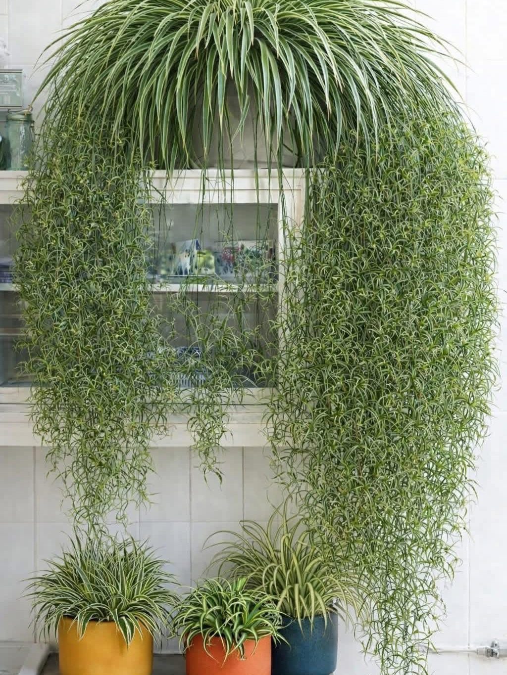 Large cascading spider plant on a shelf with smaller potted spider plants below.