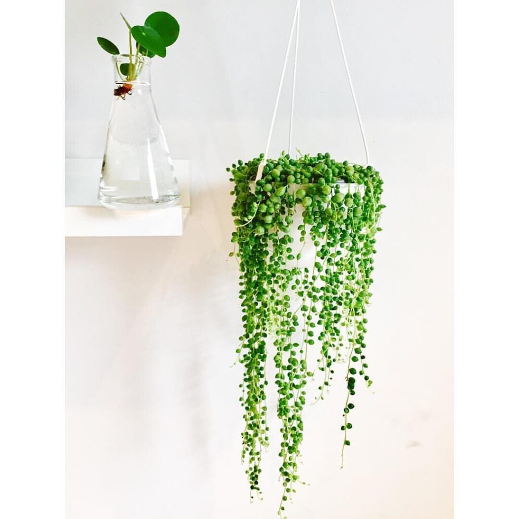 String-of-pearls succulent plant hanging in a white pot against a white wall