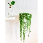 String-of-pearls succulent plant hanging in a white pot against a white wall