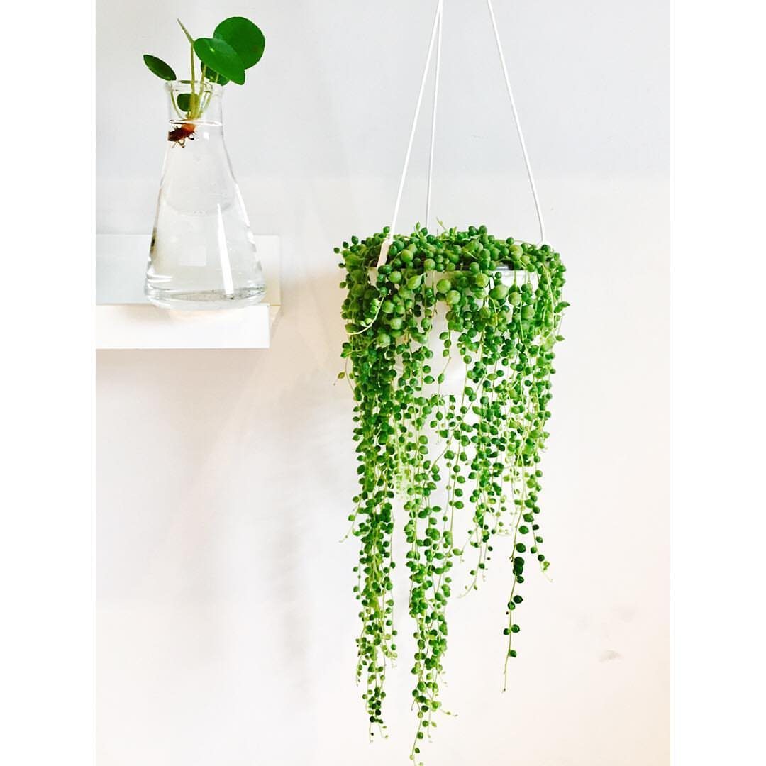 String-of-pearls succulent plant hanging in a white pot against a white wall