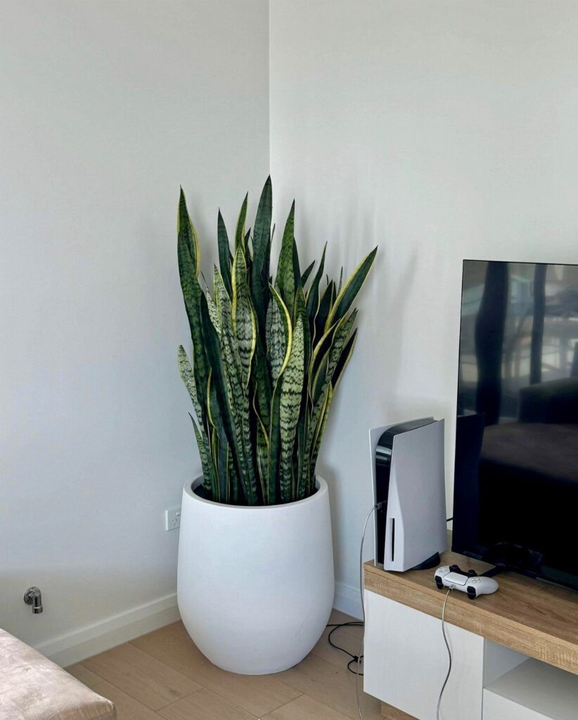 Snake plant with variegated leaves in a white pot beside a television.