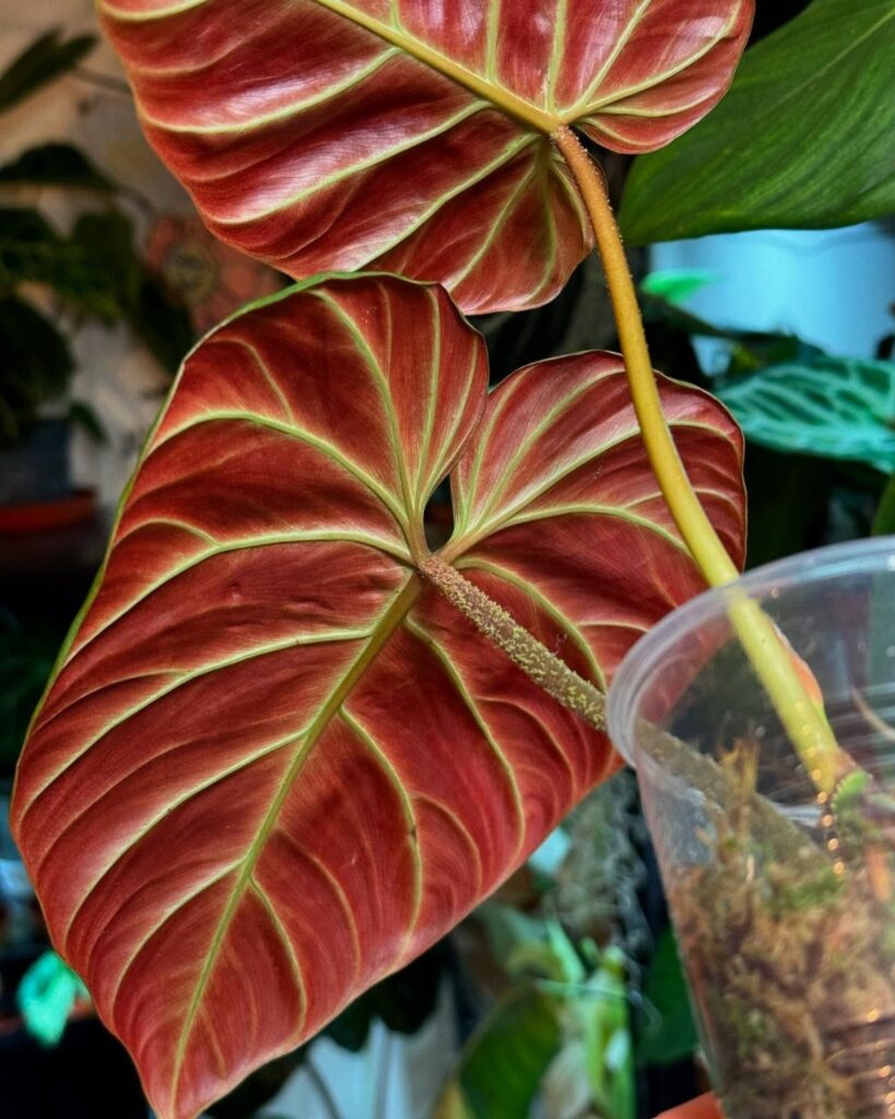 Red Philodendron leaf with bright green veins in a clear plastic pot