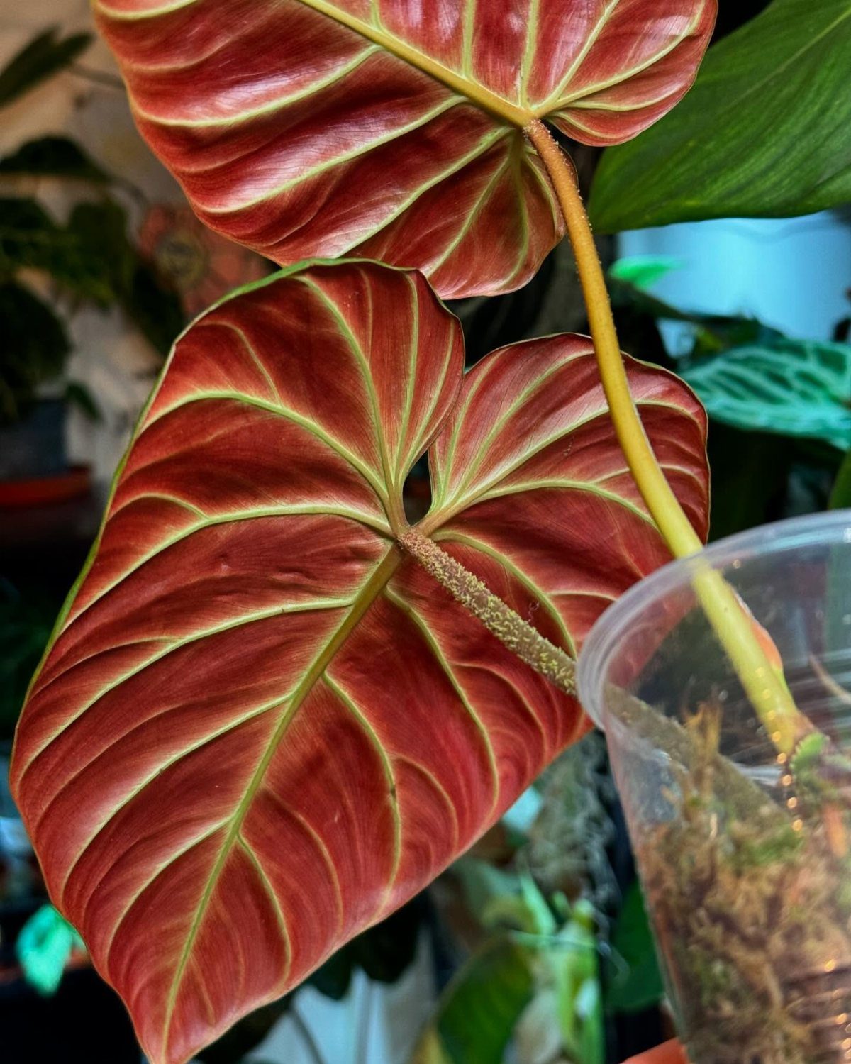 Red Philodendron leaf with bright green veins in a clear plastic pot